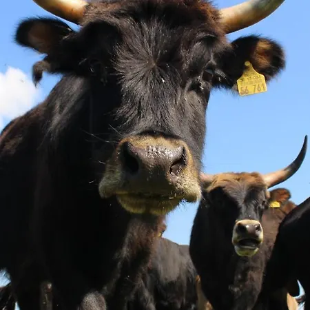Vielanker Brauhaus Gmbh